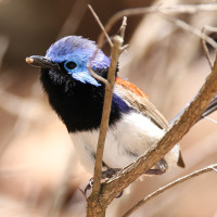 Blue-breasted Fairywren